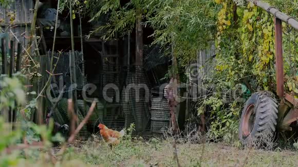 农场的母鸡和小鸡视频的预览图