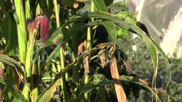 初秋霜冻覆盖的玉米植株和温室放大4K视频的预览图