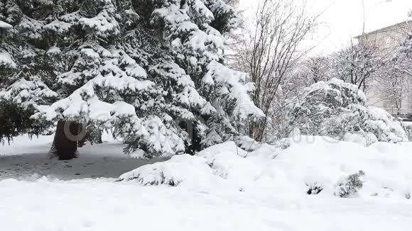 冬冷杉枝伴有霜冻和降雪视频的预览图