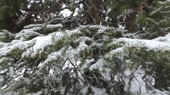 冬冷杉枝伴有霜冻和降雪视频的预览图