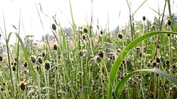 草和花的运动滴水视频的预览图
