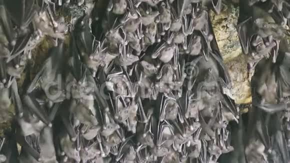 老鼠蝙蝠在PuraGoaLawah蝙蝠洞庙的洞拱上寺庙是围绕一个石灰岩洞穴建造的视频的预览图
