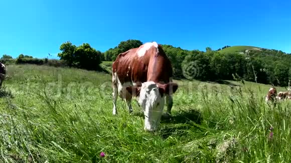 在蓝天的草地上放牧的牛视频的预览图