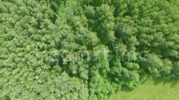 飞过森林视频的预览图
