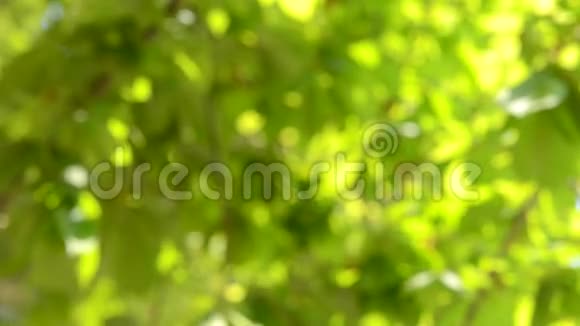 模糊的背景绿叶在阳光下影子视频的预览图
