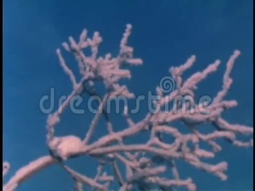 树枝上冰晶的特写视频的预览图