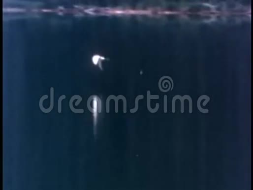 海鸥潜入湖中钓鱼视频的预览图