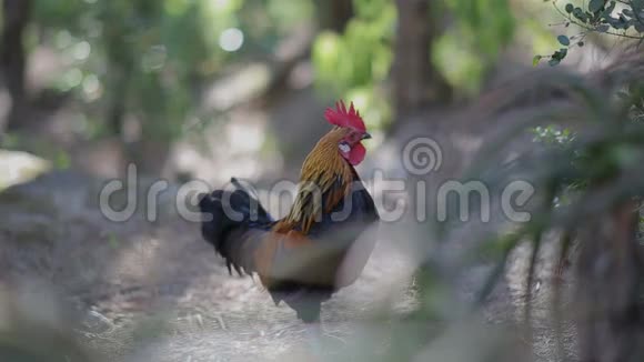 鸡姜黑在美丽的绿色视频的预览图