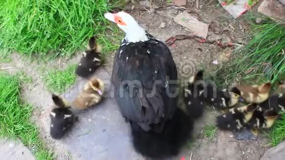 一只母鸭和一只小鸭子一起进家禽里去视频的预览图