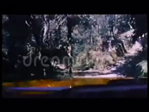 森林道路的驾驶员视角拍摄视频的预览图