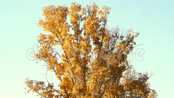 秋天用树叶画树视频的预览图