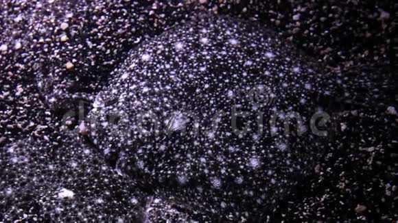 摩纳哥海底鱼变色龙视频的预览图
