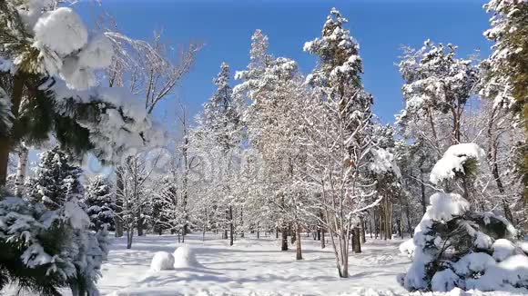 冬季公园树木降雪蓝天视频的预览图