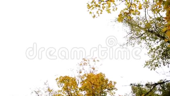 秋天的森林天空中有不同的树木视频的预览图