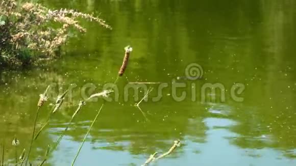 植物和绿湖视频的预览图