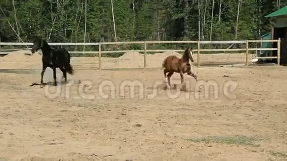 一匹黑马和一匹马驹在围场上飞驰视频的预览图