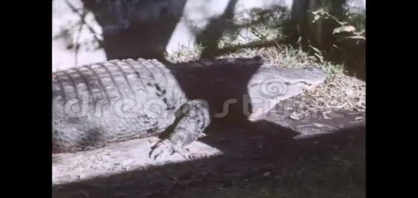 一只鳄鱼躺在一个鳄鱼农场里视频的预览图