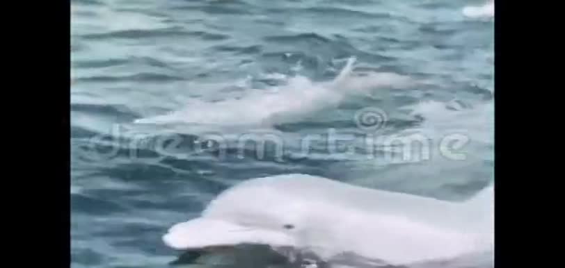 瓶装海豚在海豚笔中游泳视频的预览图