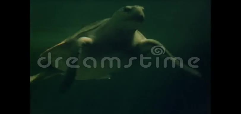 大海龟在水族馆游泳视频的预览图