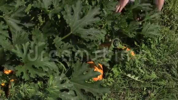在乡村花园亲手采摘成熟的黄色蔬菜西葫芦视频的预览图