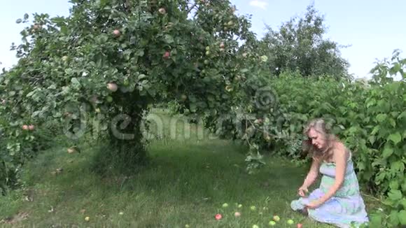 孕妇在花园里收集成熟的苹果果实视频的预览图