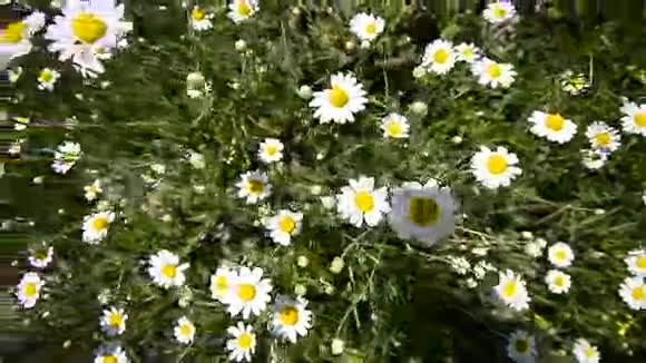 雏菊花在草地上视频的预览图