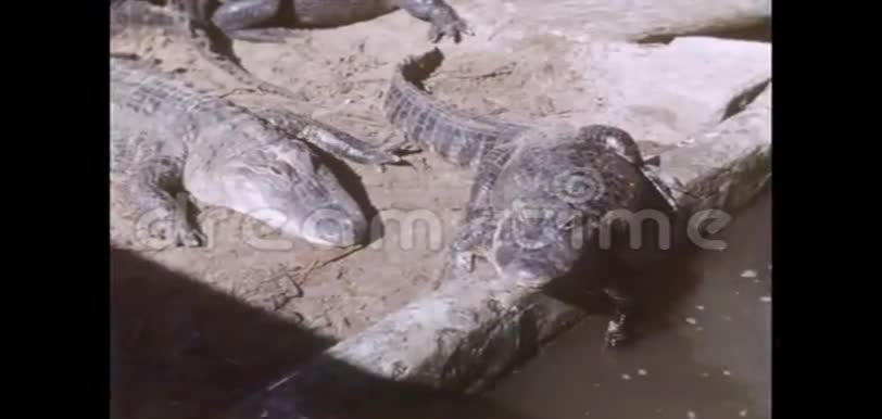 鳄鱼农场里的一群鳄鱼视频的预览图