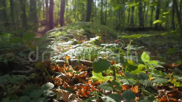 秋天森林中的蕨类植物丛快关门视频的预览图