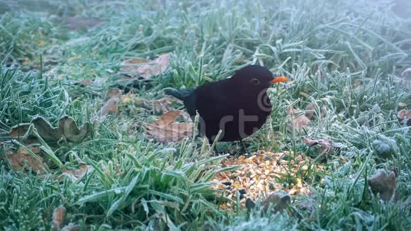 冬天黑鸟吃种子视频的预览图