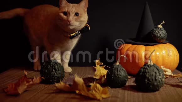 一只小桃猫旁边是一个黑色背景红色南瓜视频的预览图