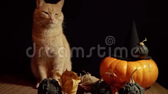 一只小桃猫旁边是一个黑色背景红色南瓜视频的预览图