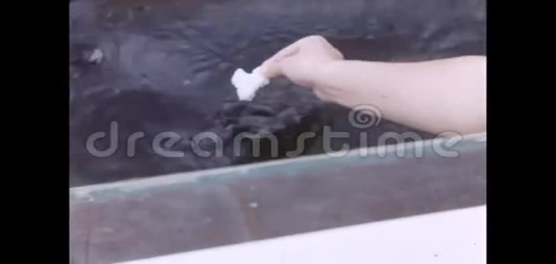 女性喂养水獭面包的特写镜头视频的预览图