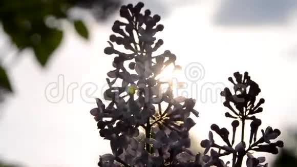 带阳光的紫丁香开花剪影视频的预览图
