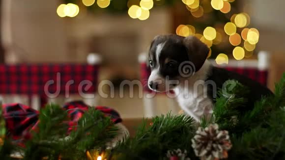 圣诞桌上的小狗圣诞装饰品圣诞快乐视频的预览图