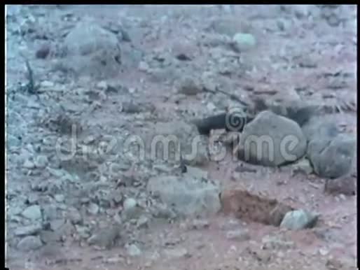 布莱克蛇爬过岩石地形视频的预览图