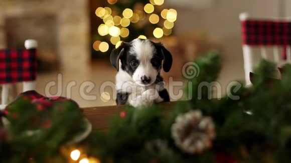 圣诞桌上的小狗圣诞装饰品圣诞快乐视频的预览图