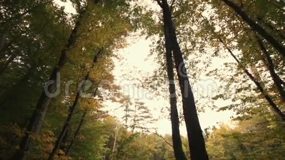 树根和绿色森林视频的预览图