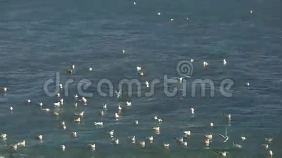 傍晚海鸥飞翔游泳视频的预览图