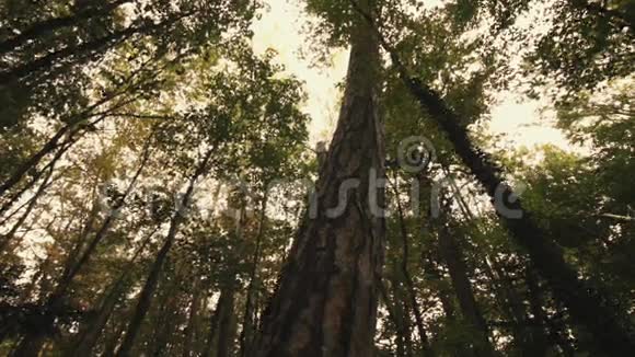树根和绿色森林视频的预览图