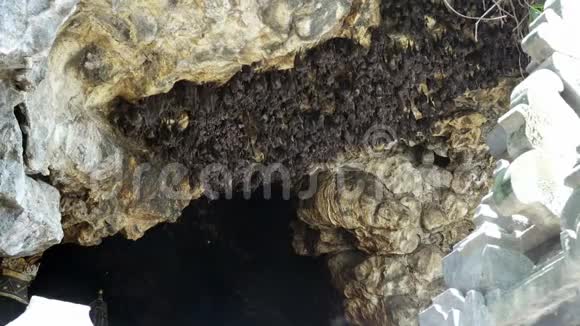 老鼠蝙蝠在PuraGoaLawah蝙蝠洞庙的洞拱上寺庙是围绕一个石灰岩洞穴建造的视频的预览图