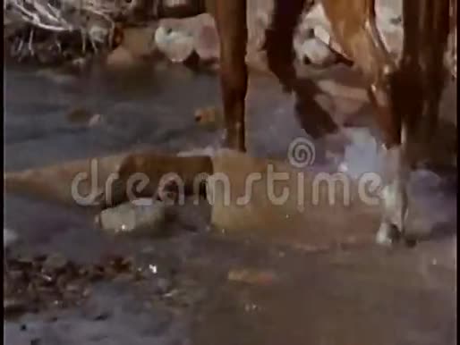 骑马穿过山涧的人视频的预览图
