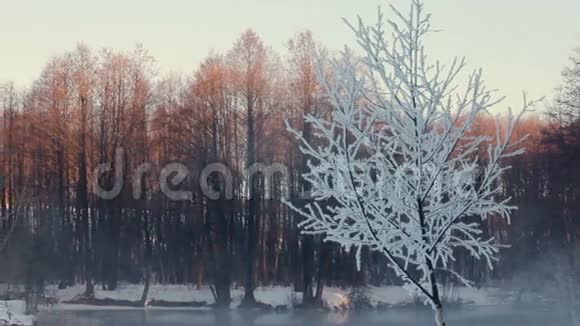 冬天森林里朦胧的早晨森林里白雪覆盖着树木河水中的薄雾视频的预览图