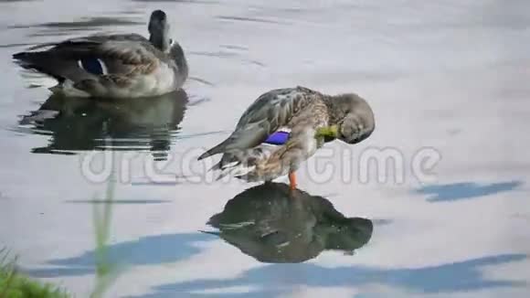 两只马拉德鸭子吹羽毛视频的预览图