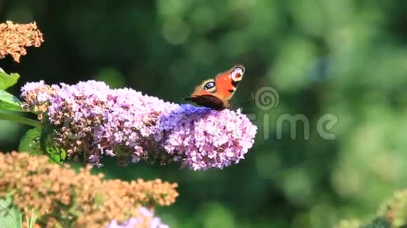 孔雀蝶食丁香花视频的预览图