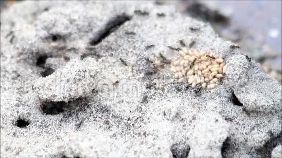 蚂蚁把它们的幼虫带到安全的地方视频的预览图