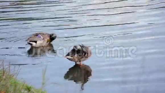 两只马拉德鸭子吹羽毛视频的预览图