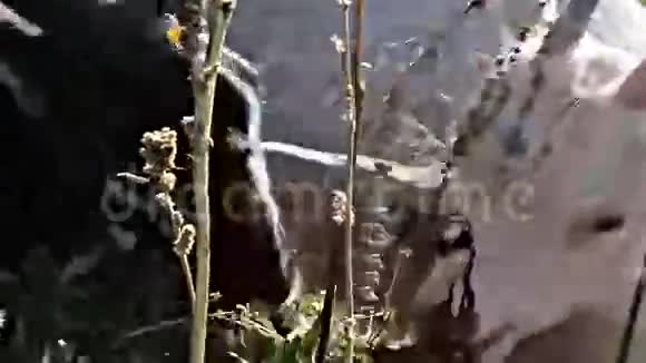 小山羊吃树叶视频的预览图
