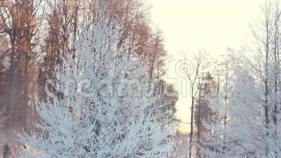 冬天公园里白雪覆盖的树冬天的场景公园里的雪枝视频的预览图