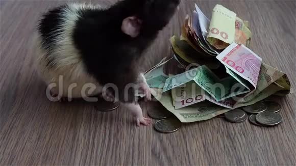 白老鼠和黑老鼠围着硬币和钞票走来走去视频的预览图