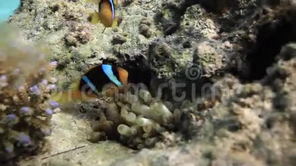 红海海底的和小丑鱼视频的预览图